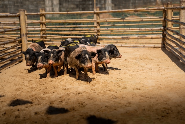 Piggery Farming Services