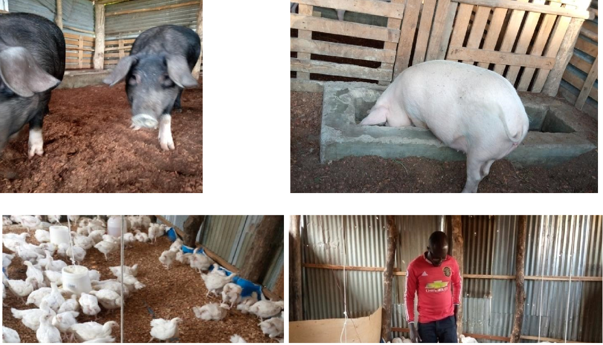 Poultry and piggery farming project