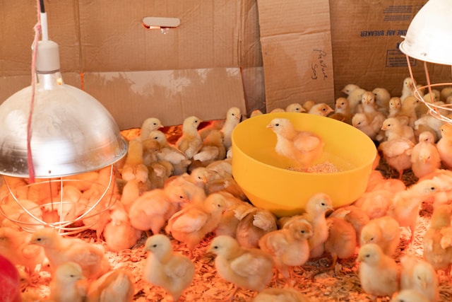 Poultry Farming Services