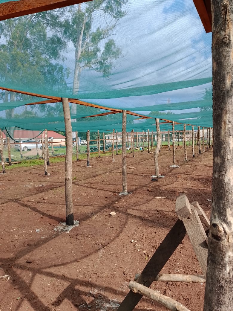 Construction of 25m x 40m Cocoa Shadenet in Yei River County